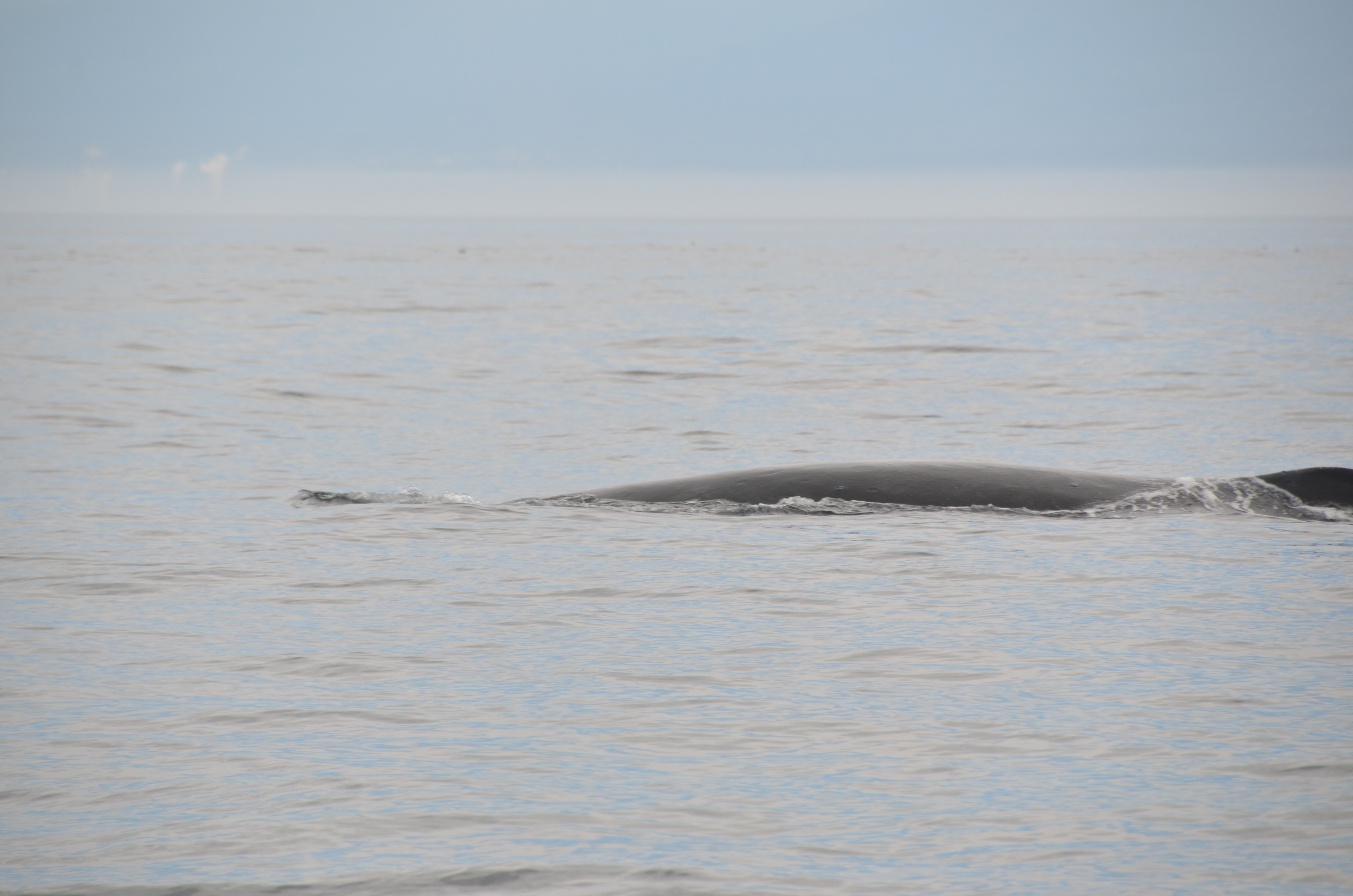 photos/wildlife/Mammal_Species/Humpback Whale/DSC_0010.JPG